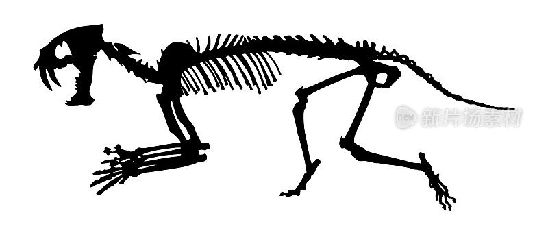 剑齿虎(Hoplophoneus primaevus)骨骼。轮廓向量。侧视图